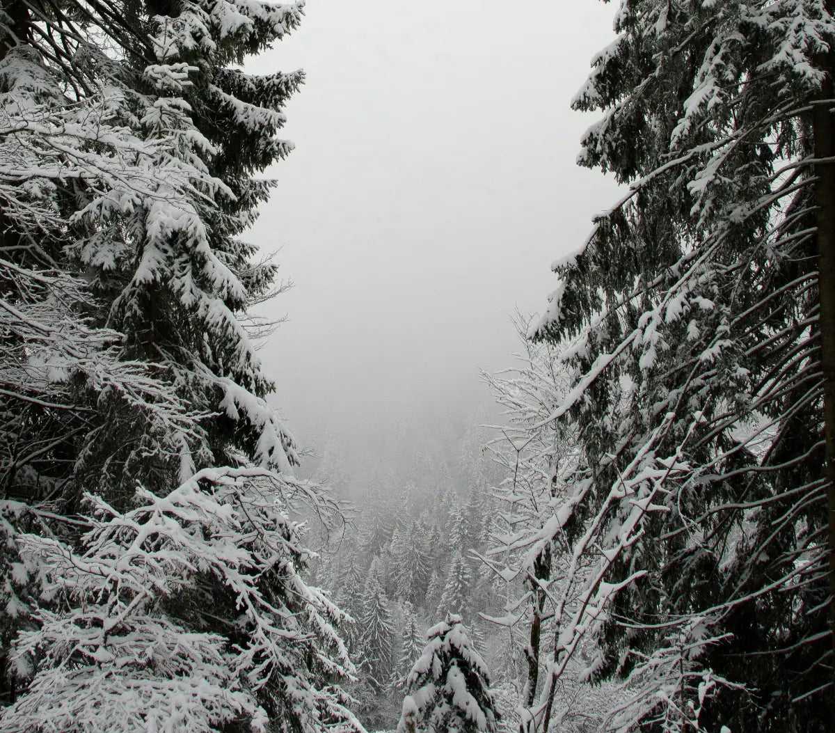 Lumeseen havumetsään avautuva kivikkojen peittämä laakso sumuisen taivaan alla hiljaisena talviaamuna.