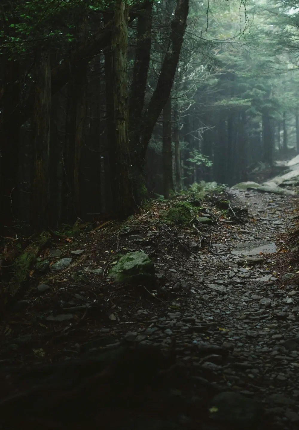 Kivinen metsäpolku syvän varjoisassa kuusimetsässä, ympärillä sammaleiset kivet ja tiheä havupuutiheikkö.