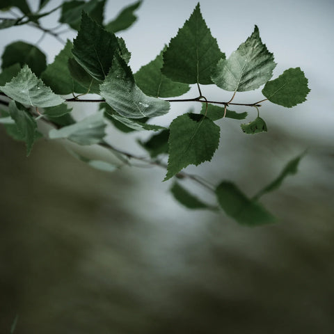 Explore Lastu’s Premium Phone Case Collection - Lastu