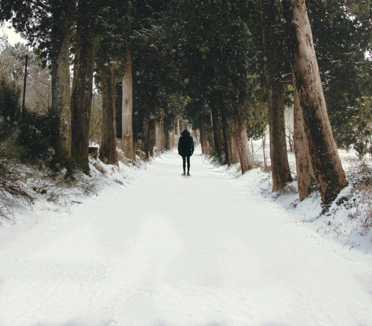 Yksinäinen hahmo kävelee lumisella polulla korkeiden mäntyjen ja tiheän metsän ympäröimänä talvisessa maisemassa.
