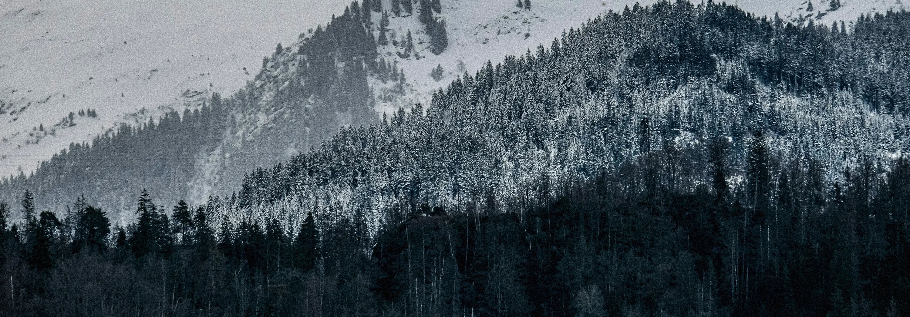 Häivähdyksiä lumesta peittyneestä havumetsästä alarinteellä ja sumuinen tunturimaisema taustalla sinertävänä.