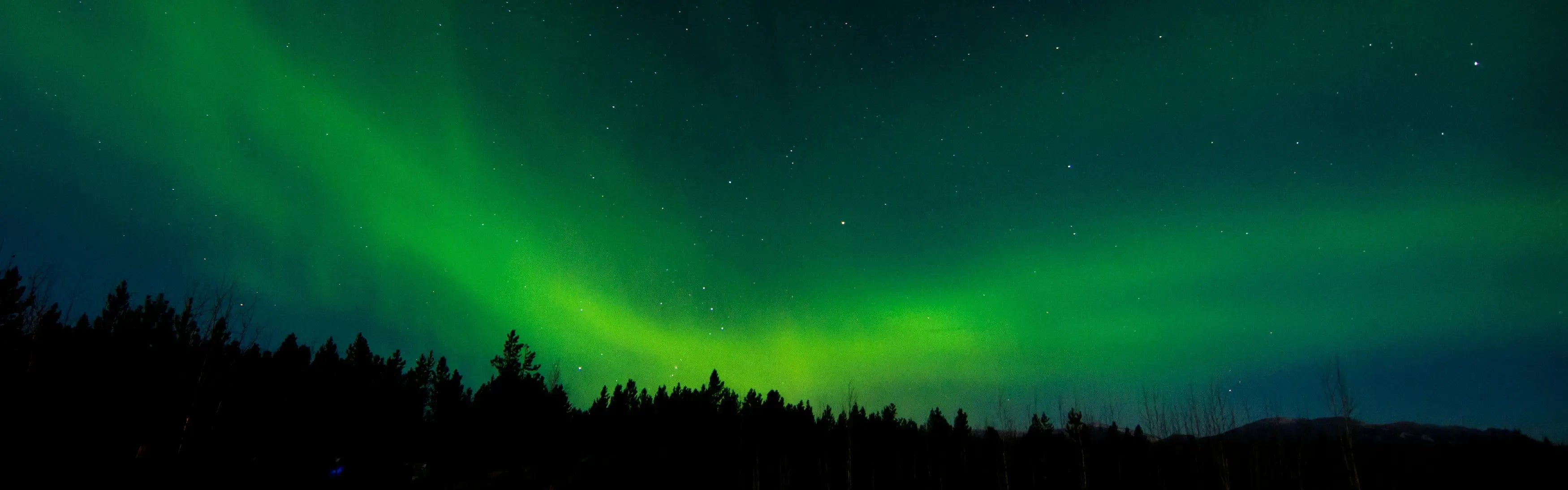 Revontulet vilkkuvat tummalla yötäivaan taustalla metsän siluettia vasten kirkkaan vihreinä aaltoina.