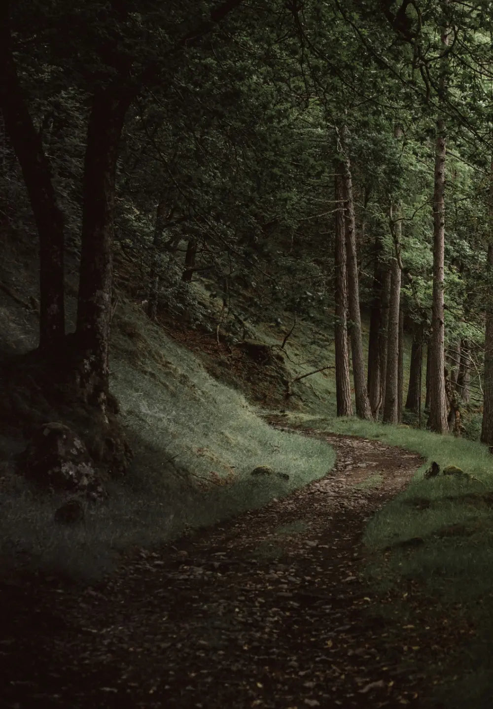 Kapea polku kiemurtelee varjoisassa lehtimetsässä, jossa tiheä vihreä lehtikatto ja sammaleiset kivet ympärillä.